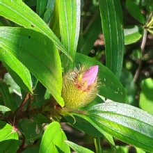 Thumbnail of pic_Cindy_Tse_010.jpg