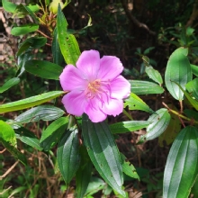 Thumbnail of pic_Cindy_Tse_022.jpg