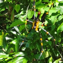 Thumbnail of pic_Derek_Wong_039.jpg