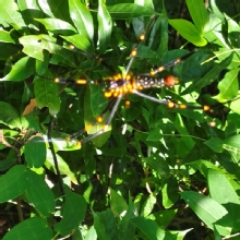 Thumbnail of pic_Derek_Wong_040.jpg