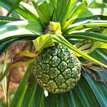 Thumbnail of pic_Lee_Shing_010.JPG