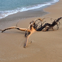 Thumbnail of pic_Lee_Shing_021.JPG