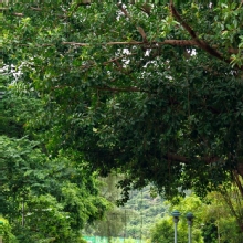 Thumbnail of pic_KL_Sin_009.jpg