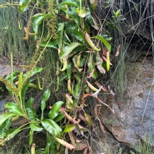 Thumbnail of pic_TB_Tung_013.JPG