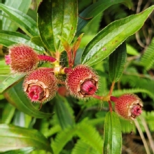 Thumbnail of pic_Derek_Wong_017.jpg