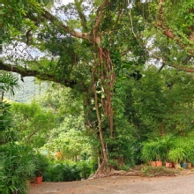 Thumbnail of pic_KL_Sin_005.jpg