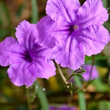 Thumbnail of pic_KL_Sin_011.jpg