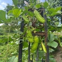 Thumbnail of pic_TB_Tung_006.JPG