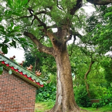 Thumbnail of pic_Lee_Shing_016.JPG