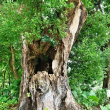 Thumbnail of pic_Lee_Shing_018.JPG